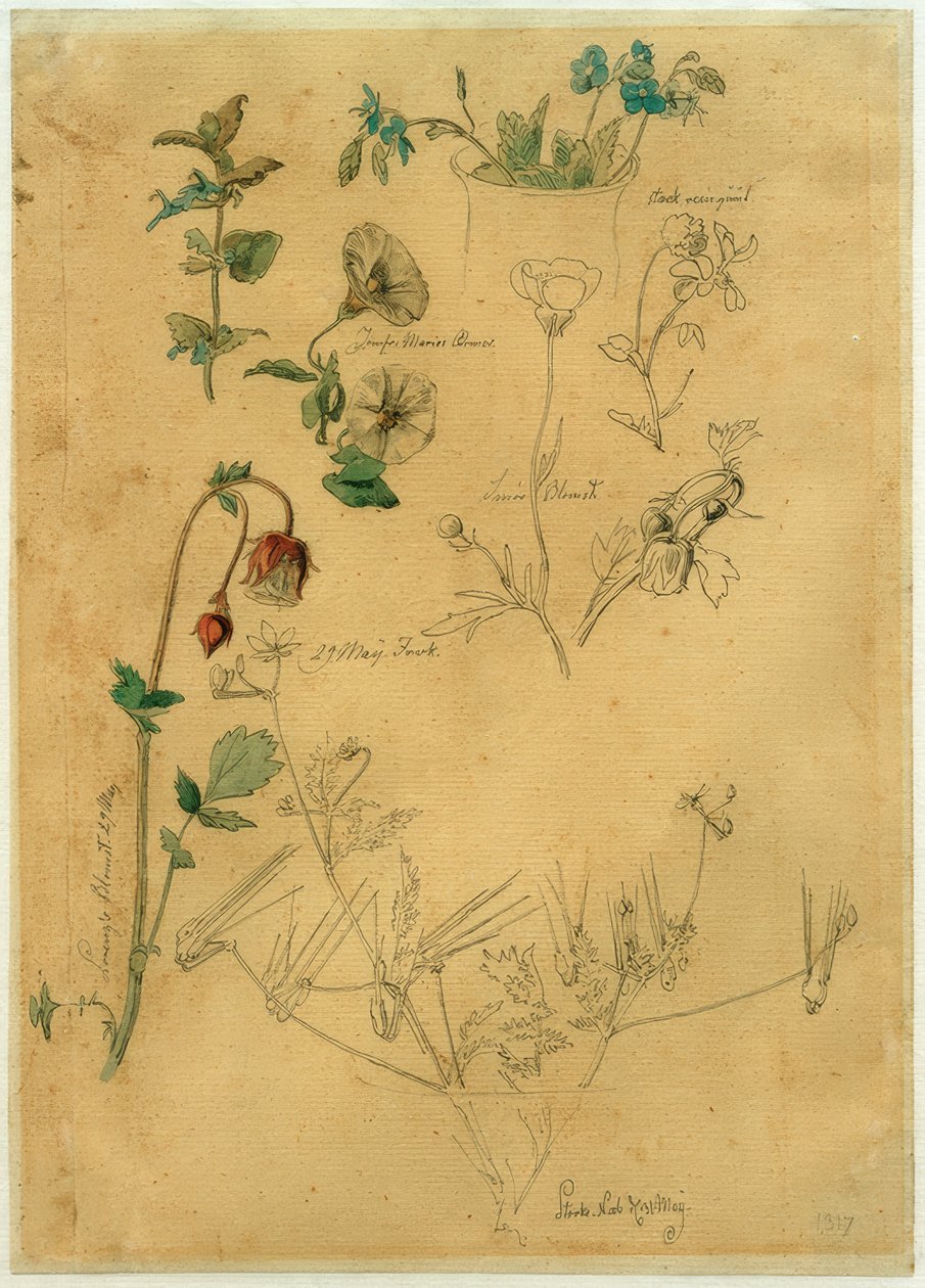 Johan Thomas Lundbye, Study of Flowers and Plants, 1840